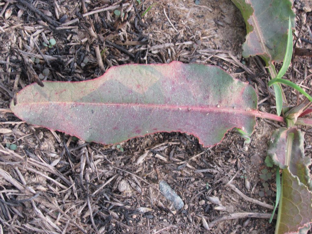 Rumex crispus